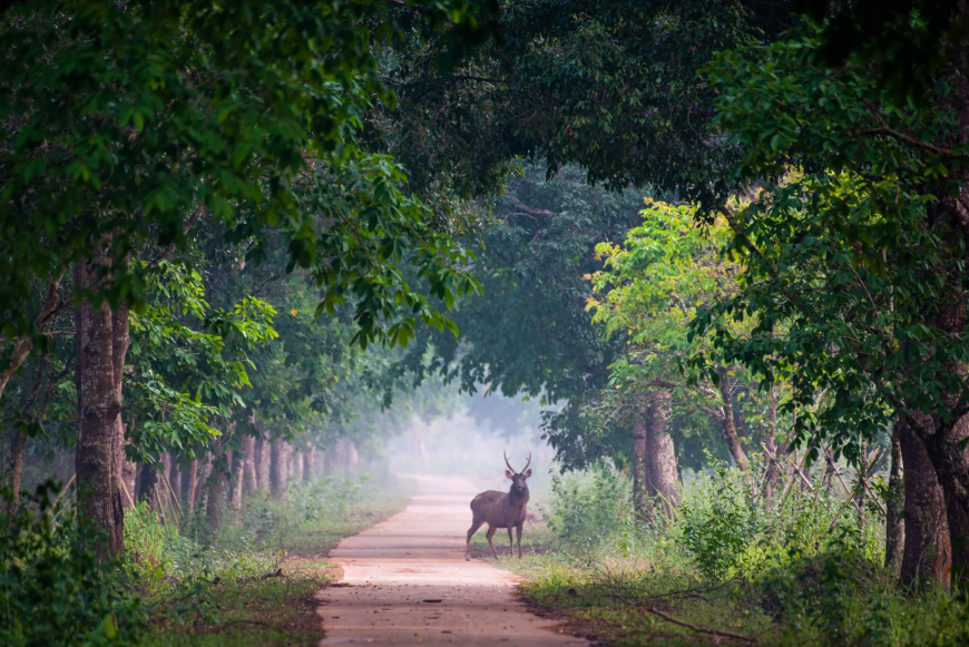 sông cửu long việt nam
