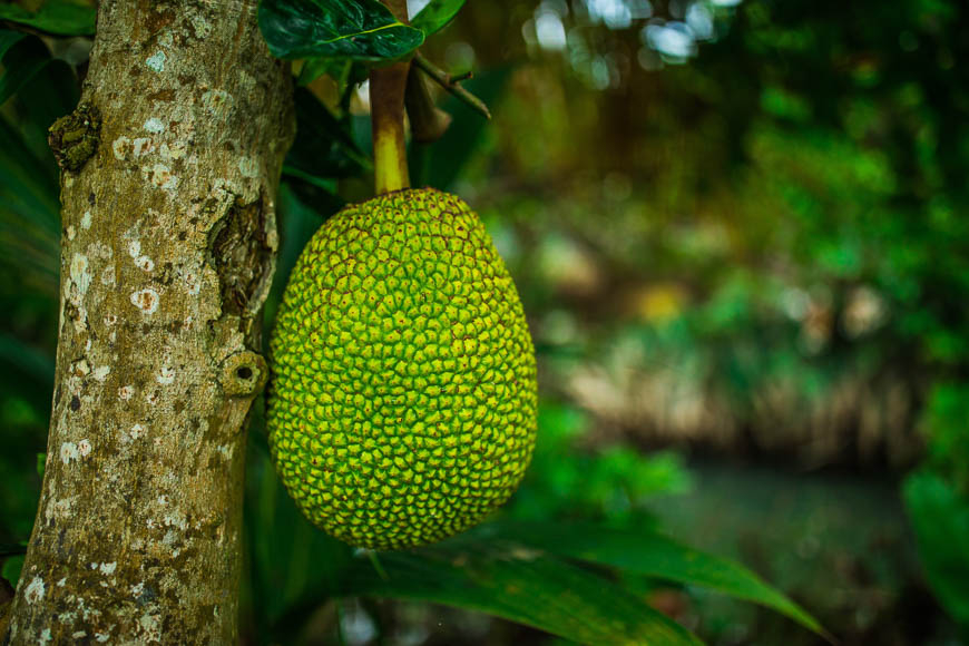beste früchte vietnam reise