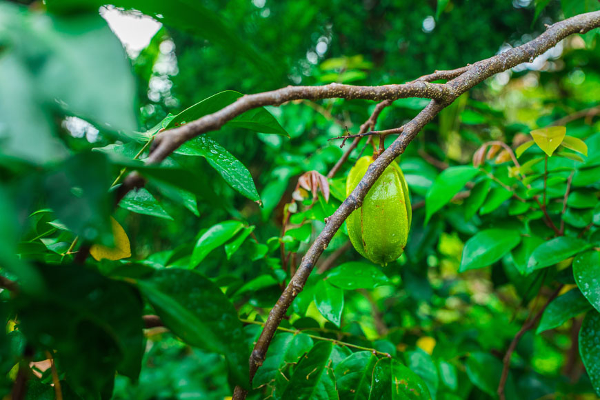 Früchte Vietnam Reisen
