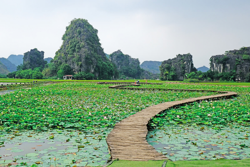 Sen Ninh Bình