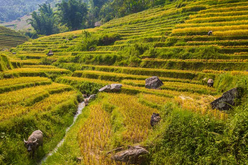 viajes a vietnam para familias