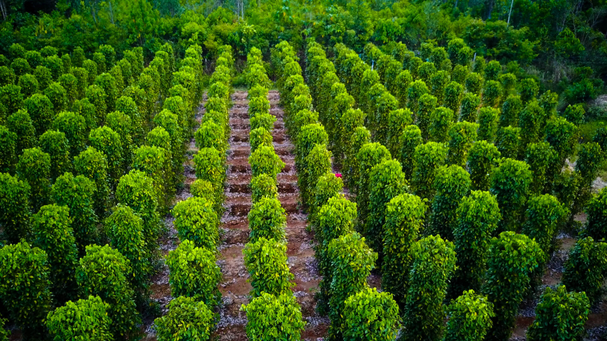 Đảo Phú Quốc - Hạt tiêu