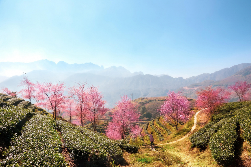 Kỳ nghỉ lãng mạn tại Việt Nam - Mùa lúa chín Sa Pa