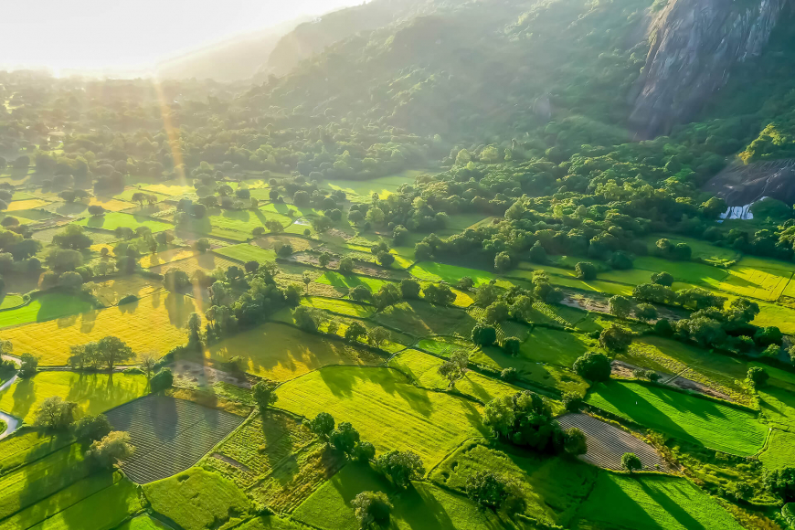 Nắng sớm trên những cánh đồng ở An Giang