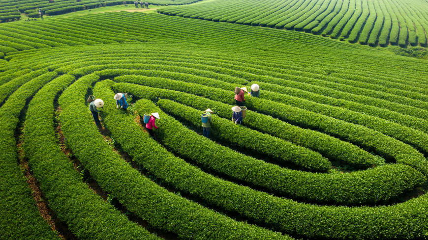 Đồi chè ở Mộc Châu